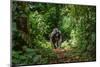 Mountain Gorillas in the Rainforest. Uganda. Bwindi Impenetrable Forest National Park. an Excellent-GUDKOV ANDREY-Mounted Photographic Print