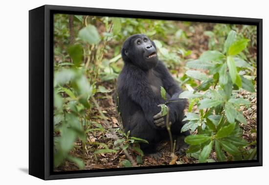 Mountain Gorillas, Volcanoes National Park, Rwanda-Art Wolfe-Framed Stretched Canvas