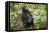 Mountain Gorillas, Volcanoes National Park, Rwanda-Art Wolfe-Framed Stretched Canvas