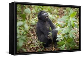 Mountain Gorillas, Volcanoes National Park, Rwanda-Art Wolfe-Framed Stretched Canvas