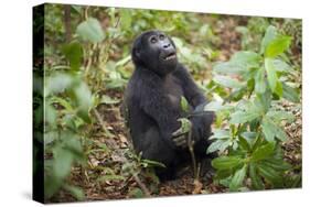 Mountain Gorillas, Volcanoes National Park, Rwanda-Art Wolfe-Stretched Canvas