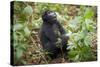 Mountain Gorillas, Volcanoes National Park, Rwanda-Art Wolfe-Stretched Canvas