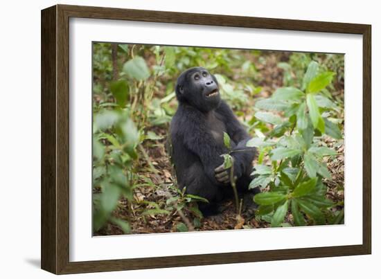 Mountain Gorillas, Volcanoes National Park, Rwanda-Art Wolfe-Framed Photographic Print