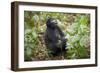 Mountain Gorillas, Volcanoes National Park, Rwanda-Art Wolfe-Framed Photographic Print