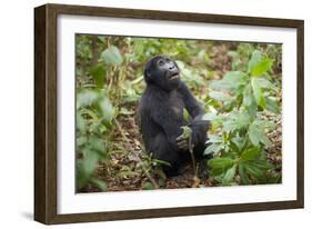 Mountain Gorillas, Volcanoes National Park, Rwanda-Art Wolfe-Framed Photographic Print