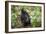 Mountain Gorillas, Volcanoes National Park, Rwanda-Art Wolfe-Framed Photographic Print