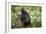 Mountain Gorillas, Volcanoes National Park, Rwanda-Art Wolfe-Framed Photographic Print