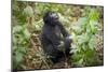 Mountain Gorillas, Volcanoes National Park, Rwanda-Art Wolfe-Mounted Photographic Print