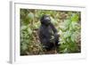 Mountain Gorillas, Volcanoes National Park, Rwanda-Art Wolfe-Framed Photographic Print