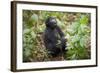 Mountain Gorillas, Volcanoes National Park, Rwanda-Art Wolfe-Framed Photographic Print