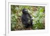 Mountain Gorillas, Volcanoes National Park, Rwanda-Art Wolfe-Framed Photographic Print