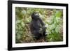 Mountain Gorillas, Volcanoes National Park, Rwanda-Art Wolfe-Framed Photographic Print