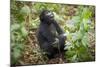 Mountain Gorillas, Volcanoes National Park, Rwanda-Art Wolfe-Mounted Photographic Print