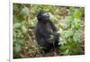 Mountain Gorillas, Volcanoes National Park, Rwanda-Art Wolfe-Framed Photographic Print