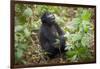 Mountain Gorillas, Volcanoes National Park, Rwanda-Art Wolfe-Framed Photographic Print