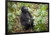 Mountain Gorillas, Volcanoes National Park, Rwanda-Art Wolfe-Framed Photographic Print