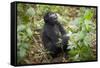 Mountain Gorillas, Volcanoes National Park, Rwanda-Art Wolfe-Framed Stretched Canvas