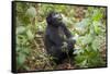 Mountain Gorillas, Volcanoes National Park, Rwanda-Art Wolfe-Framed Stretched Canvas