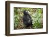 Mountain Gorillas, Volcanoes National Park, Rwanda-Art Wolfe-Framed Photographic Print