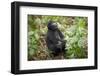 Mountain Gorillas, Volcanoes National Park, Rwanda-Art Wolfe-Framed Photographic Print