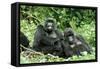 Mountain Gorillas X Two Females 'Murraha' and 'Poppy'-Adrian Warren-Framed Stretched Canvas