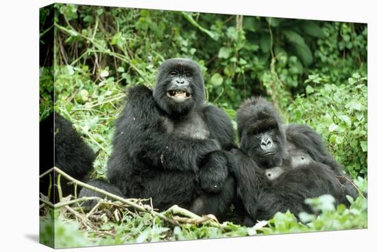 Mountain Gorillas X Two Females 'Murraha' and 'Poppy'-Adrian Warren-Stretched Canvas