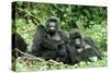 Mountain Gorillas X Two Females 'Murraha' and 'Poppy'-Adrian Warren-Stretched Canvas