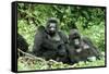 Mountain Gorillas X Two Females 'Murraha' and 'Poppy'-Adrian Warren-Framed Stretched Canvas