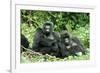 Mountain Gorillas X Two Females 'Murraha' and 'Poppy'-Adrian Warren-Framed Photographic Print