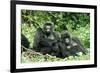 Mountain Gorillas X Two Females 'Murraha' and 'Poppy'-Adrian Warren-Framed Photographic Print