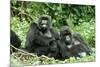 Mountain Gorillas X Two Females 'Murraha' and 'Poppy'-Adrian Warren-Mounted Photographic Print