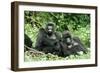 Mountain Gorillas X Two Females 'Murraha' and 'Poppy'-Adrian Warren-Framed Photographic Print