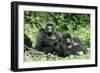 Mountain Gorillas X Two Females 'Murraha' and 'Poppy'-Adrian Warren-Framed Photographic Print