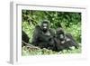 Mountain Gorillas X Two Females 'Murraha' and 'Poppy'-Adrian Warren-Framed Photographic Print