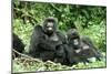 Mountain Gorillas X Two Females 'Murraha' and 'Poppy'-Adrian Warren-Mounted Photographic Print