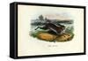 Mountain Hare, 1863-79-Raimundo Petraroja-Framed Stretched Canvas