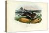 Mountain Hare, 1863-79-Raimundo Petraroja-Stretched Canvas