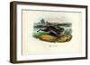 Mountain Hare, 1863-79-Raimundo Petraroja-Framed Giclee Print