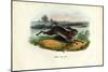 Mountain Hare, 1863-79-Raimundo Petraroja-Mounted Giclee Print