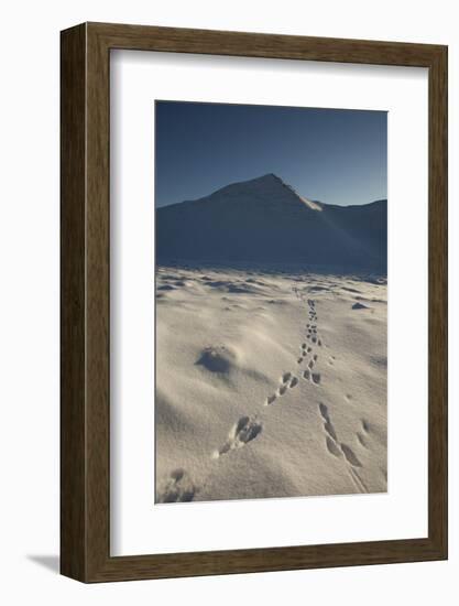 Mountain Hare Footprints in Snow, Creag Meagaidh National Nature Reserve, Scotland, UK, December-Mark Hamblin-Framed Photographic Print
