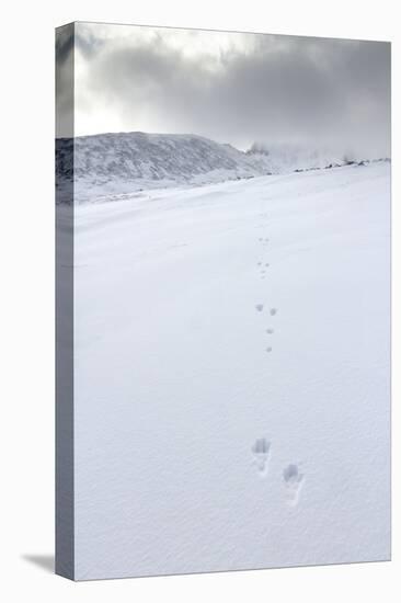 Mountain hare footprints in the snow, Cairngorms, Scotland-null-Stretched Canvas