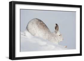 Mountain hare in winter coat stretching, Scotland, UK-Mark Hamblin-Framed Photographic Print