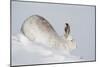 Mountain hare in winter coat stretching, Scotland, UK-Mark Hamblin-Mounted Photographic Print