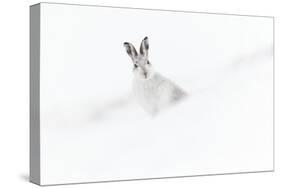 Mountain hare in winter pelage sitting on snow, Scotland-null-Stretched Canvas