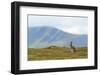 Mountain Hare (Lepus Timidus) Against Mountains. Cairngorms National Park, Scotland, July-Fergus Gill-Framed Photographic Print