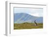 Mountain Hare (Lepus Timidus) Against Mountains. Cairngorms National Park, Scotland, July-Fergus Gill-Framed Photographic Print