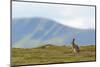 Mountain Hare (Lepus Timidus) Against Mountains. Cairngorms National Park, Scotland, July-Fergus Gill-Mounted Photographic Print