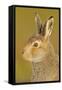Mountain Hare (Lepus Timidus) in Alert Pose. Cairngorms National Park, Scotland, July-Fergus Gill-Framed Stretched Canvas
