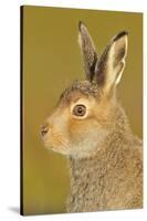 Mountain Hare (Lepus Timidus) in Alert Pose. Cairngorms National Park, Scotland, July-Fergus Gill-Stretched Canvas