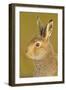 Mountain Hare (Lepus Timidus) in Alert Pose. Cairngorms National Park, Scotland, July-Fergus Gill-Framed Photographic Print